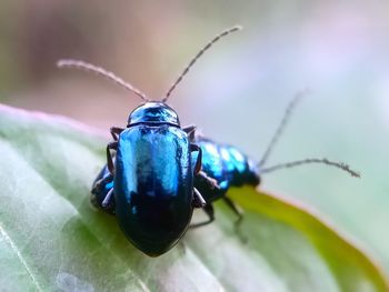 Close-up of insect