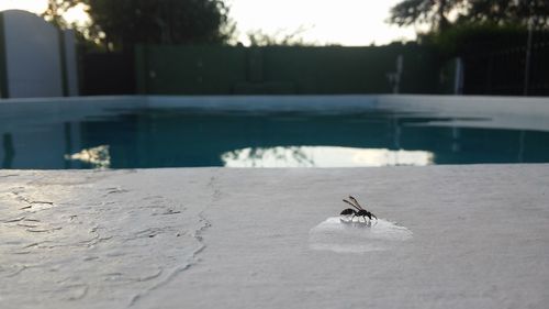 Insect on floor by swimming pool