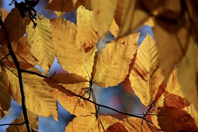 Close-up of autumnal leaves