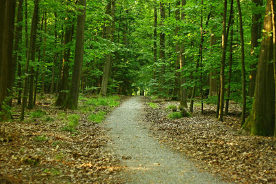 Road amidst trees in forest