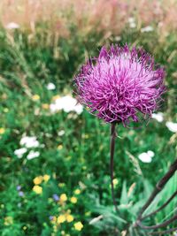 Close-up of pink flowering plant on field