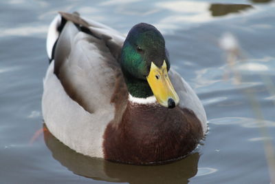 A beautiful mallard duck on a pond