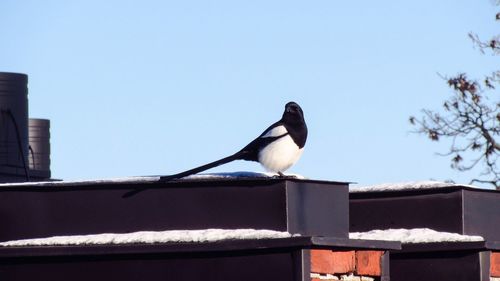 Low angle view of bird perching against clear sky