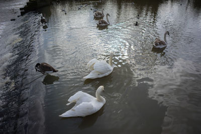 High angle view of swans swimming in lake