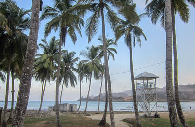 Palm trees on beach against sky