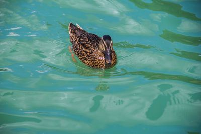 High angle view of bird swimming in lake