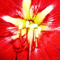 Macro shot of yellow flower