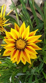 Close-up of yellow flowering plant on field