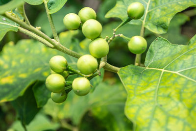 Close-up of fruits on tree