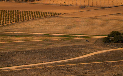 Aerial view of landscape of vineyard fields with a horse, in castilla la mancha, spain