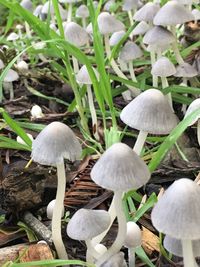 Close-up of white flowers growing on field