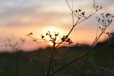 Close-up of silhouette flowering plant against sunset sky