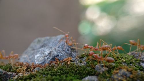 Close-up of ant on rock