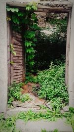 Plants growing on old abandoned building