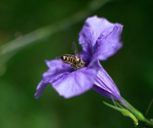 Close-up of bee pollinating flower