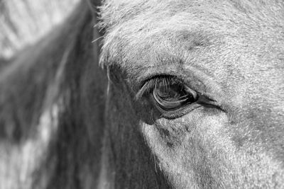 Close-up of horse eye