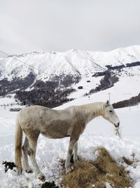 View of horse on snow covered mountain