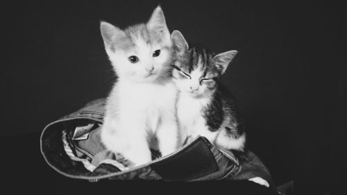 Portrait of cat against black background