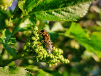 Close-up of insect on a plant