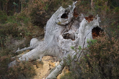 Close-up of tree trunk in forest