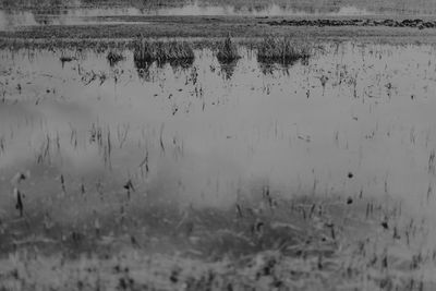 Reflection of plants in lake