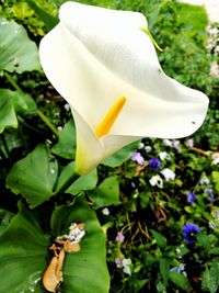 Close-up of white flower blooming outdoors