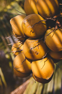 Close-up of coconuts on tree
