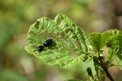 Close-up of black beetles on hazel leaf