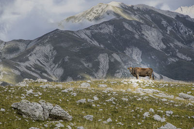 View of cow on  its natural environment -mountain.