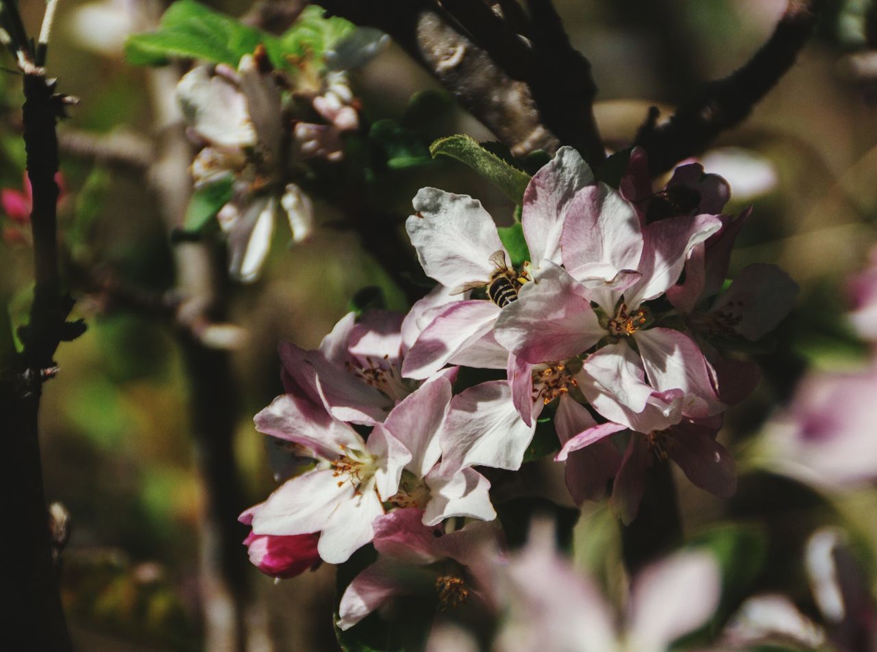 flower, freshness, growth, fragility, beauty in nature, petal, branch, focus on foreground, tree, close-up, nature, pink color, blooming, cherry blossom, in bloom, flower head, blossom, stamen, springtime, cherry tree