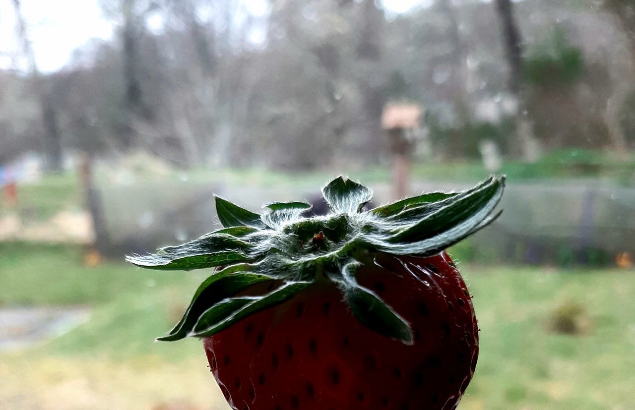 CLOSE-UP OF STRAWBERRY ON GLASS