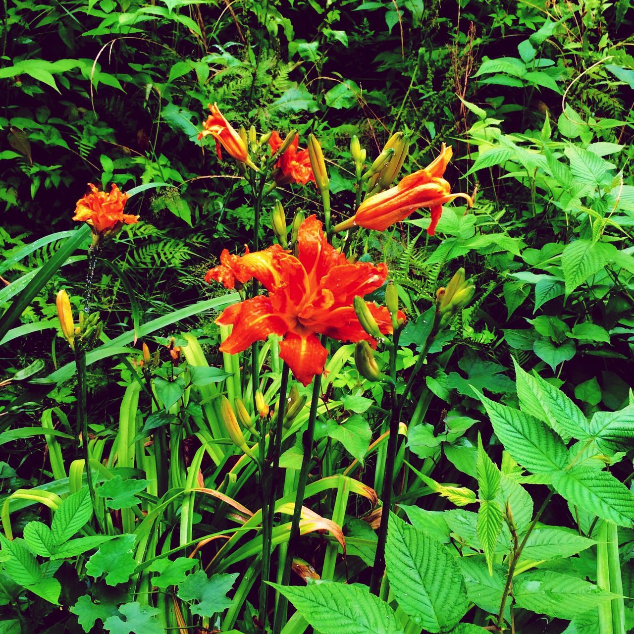 flower, freshness, petal, growth, fragility, leaf, flower head, beauty in nature, plant, blooming, green color, nature, in bloom, yellow, orange color, close-up, high angle view, blossom, field, red