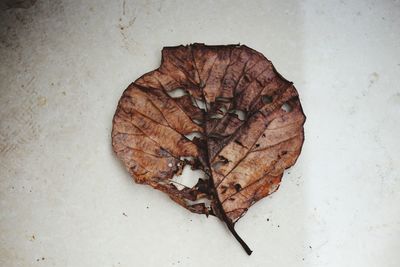 High angle view of dried leaf on white surface