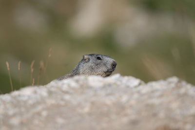 Close-up of lizard on rock