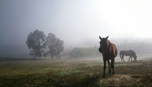 Horses grazing on grassy field