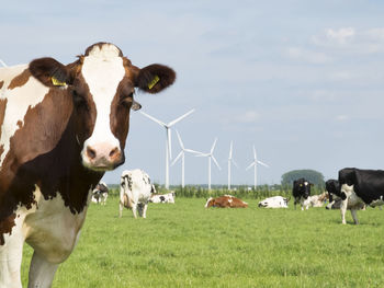 Cows grazing on field with wind turbines against sky