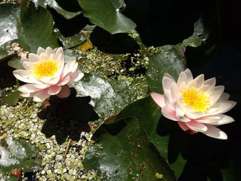 High angle view of water lily blooming outdoors