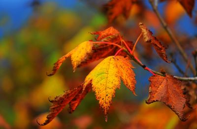 Close-up of maple leaves on branch