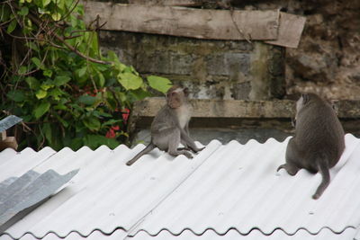 Monkey sitting on roof