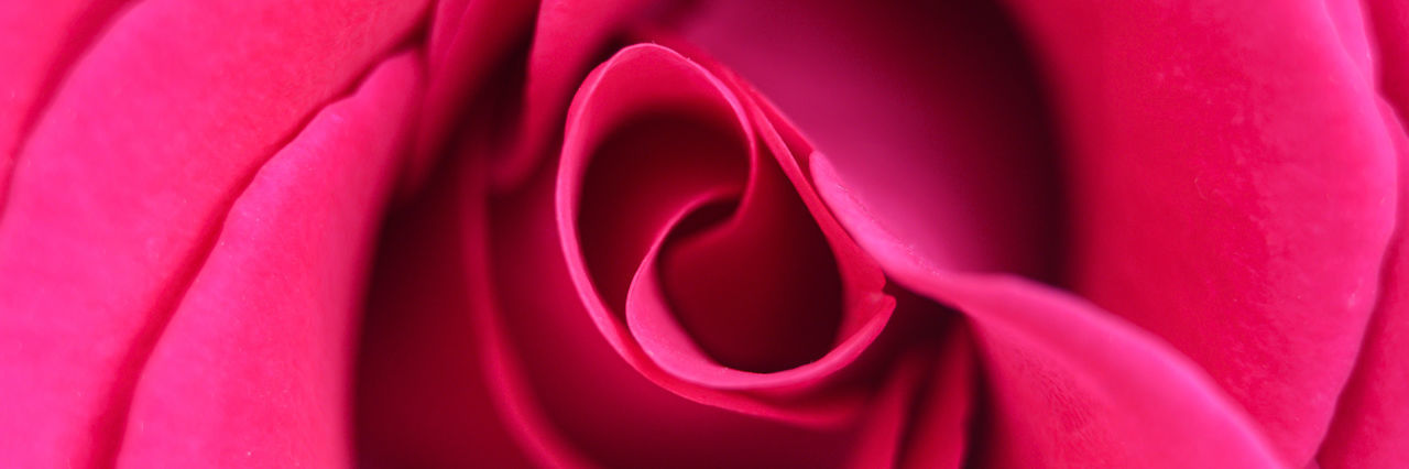 EXTREME CLOSE-UP OF PINK ROSE FLOWER