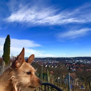 Dog by cityscape against sky