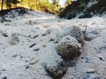 Close-up of crab on sand at beach