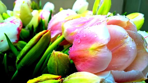 Close-up of pink flowers
