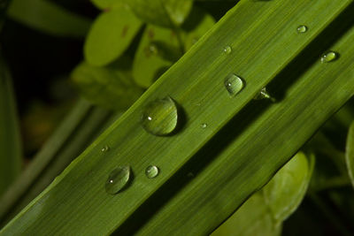 Close-up of water drops on leaves