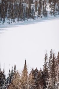 Snow covered pine trees in forest against sky