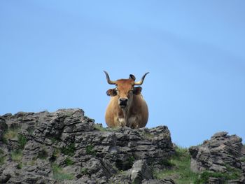 Low angle view of giraffe on rock