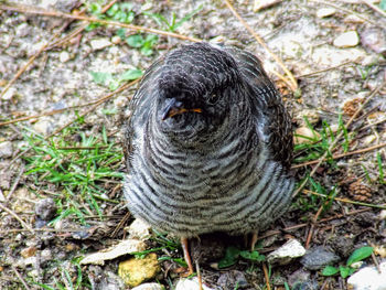 Close-up of an animal on field