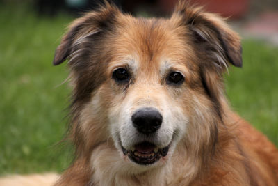 Close-up portrait of dog