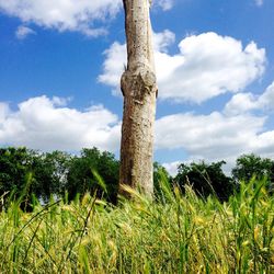 Scenic view of grassy field against sky