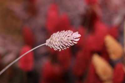 Close-up of red flowering plant